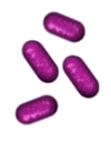 bordetella image